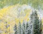 Utah-Wasatch Mountain Range fresh autumn snows-Aspens and Evergreens Art Print